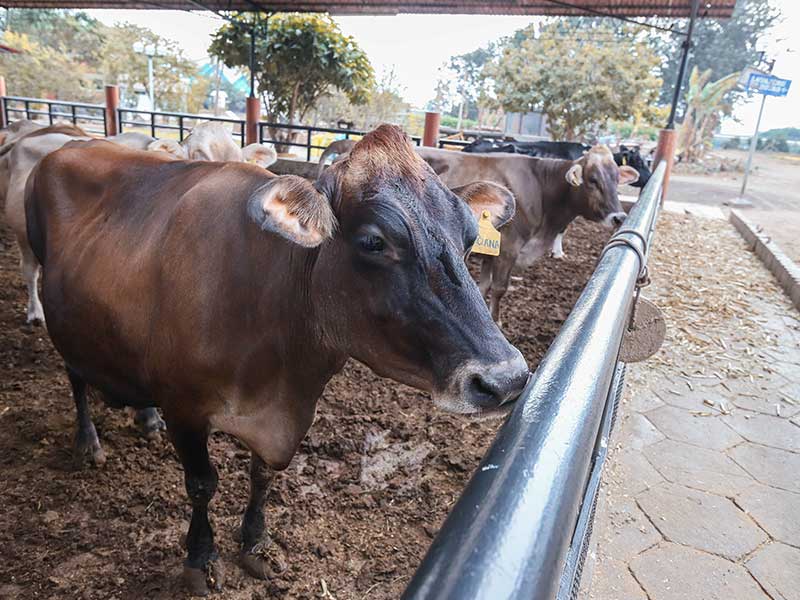 IBMRA de UPAO promueve mejora de ganado vacuno - Ofrece capacitación en el manejo de pasturas para el desarrollo ganadero regional